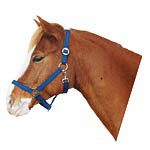 Ohlávka pro koně nylonová CLASSIC, modrá