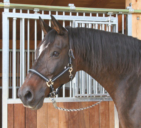 Ohlávka pro koně nylon, MUSTANG, podložená dvakrát stavitelná černá