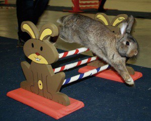 Agility dvojitá variabilní překážka pro králíky a jiné hlodavce - králičí hop